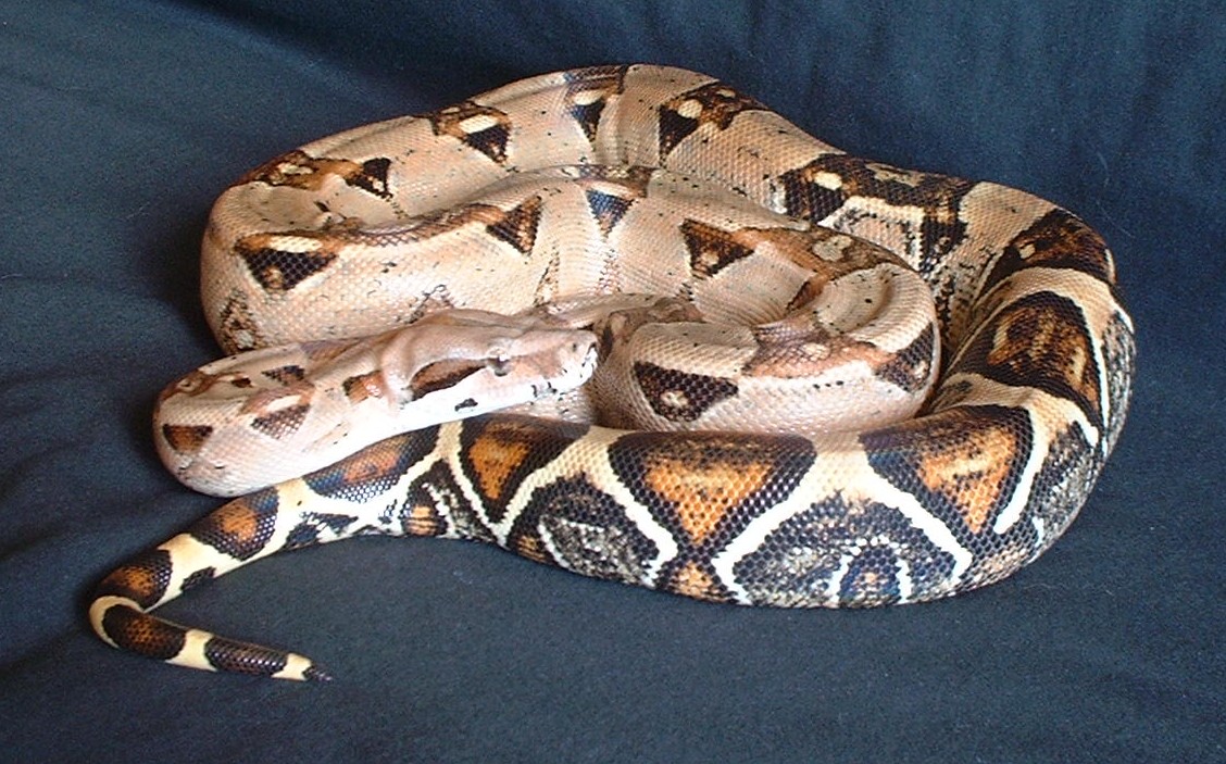 pink boa
