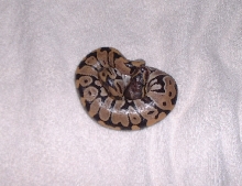 Baby Ball Python 2