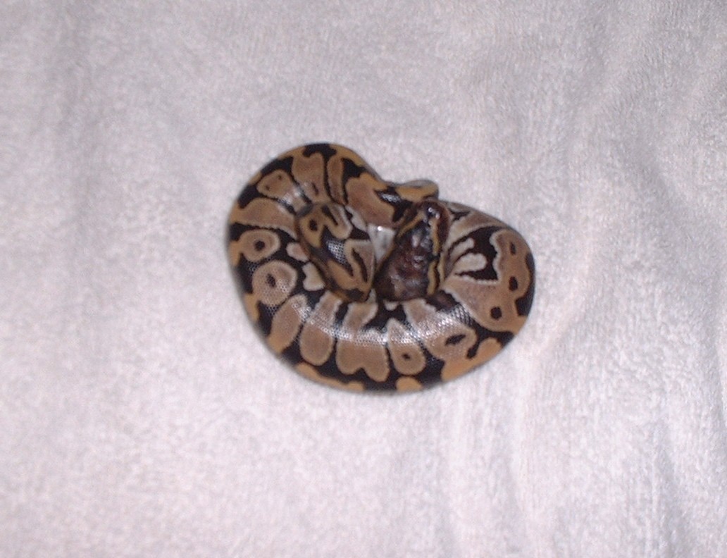 Baby Ball Python 2