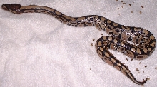 New baby Ball Python