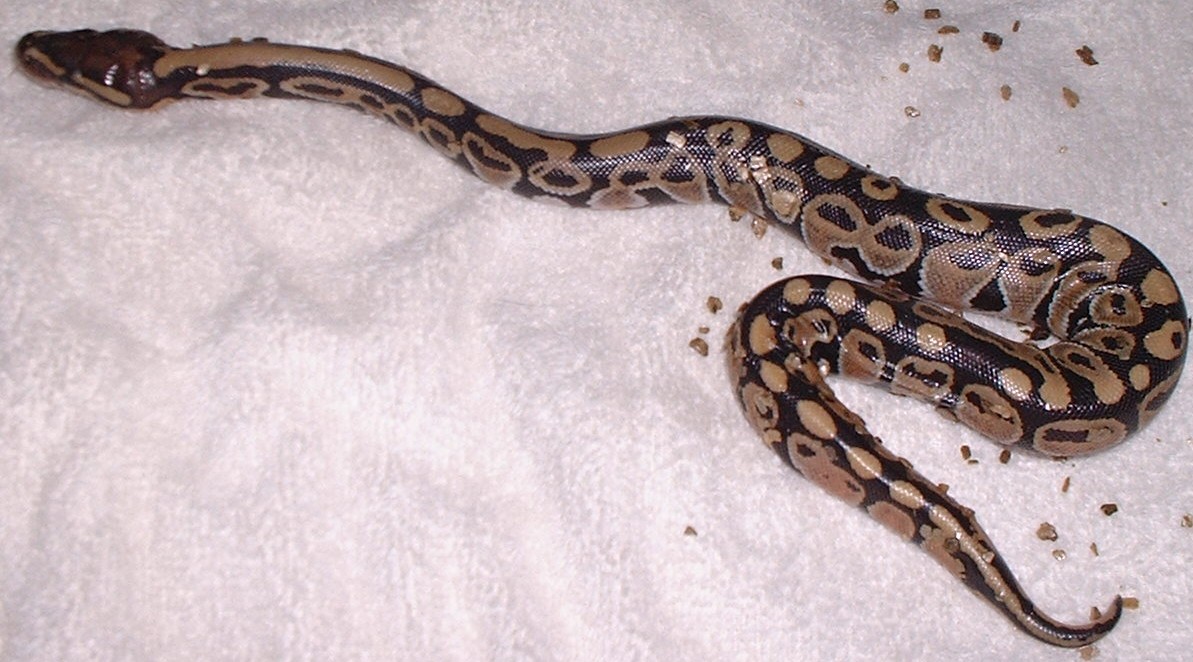 New baby Ball Python
