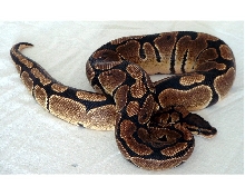 Angel my male ball python