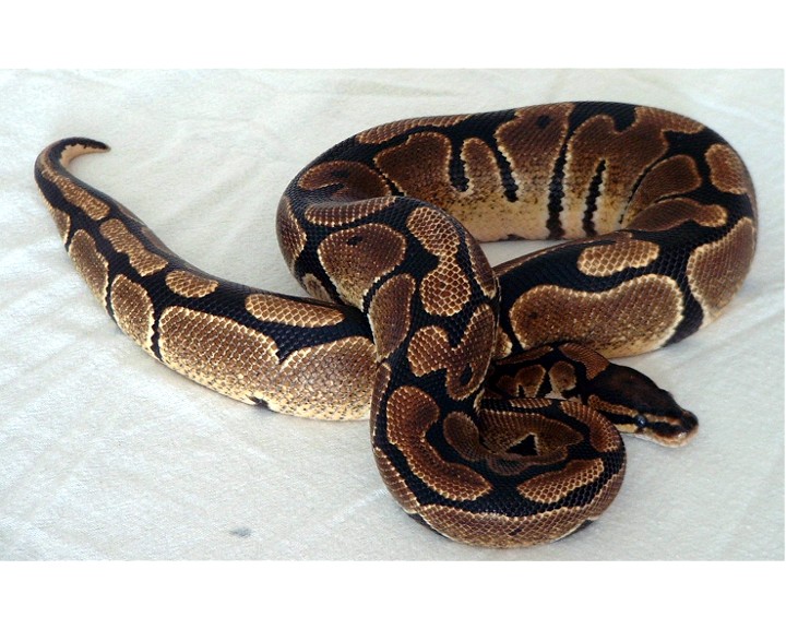 Angel my male ball python
