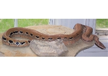 patternless pink boa