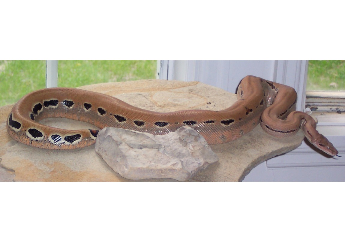 patternless pink boa