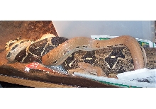 boa breeding time!