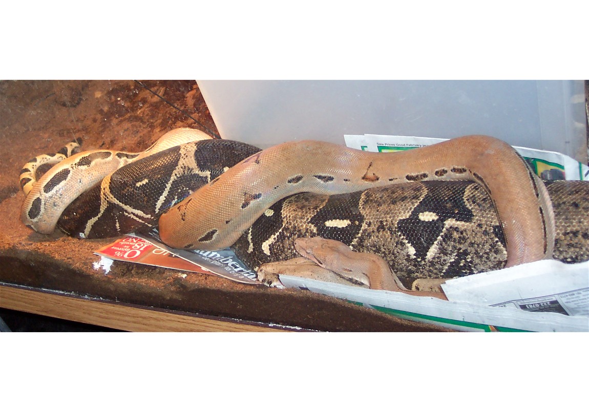 boa breeding time!
