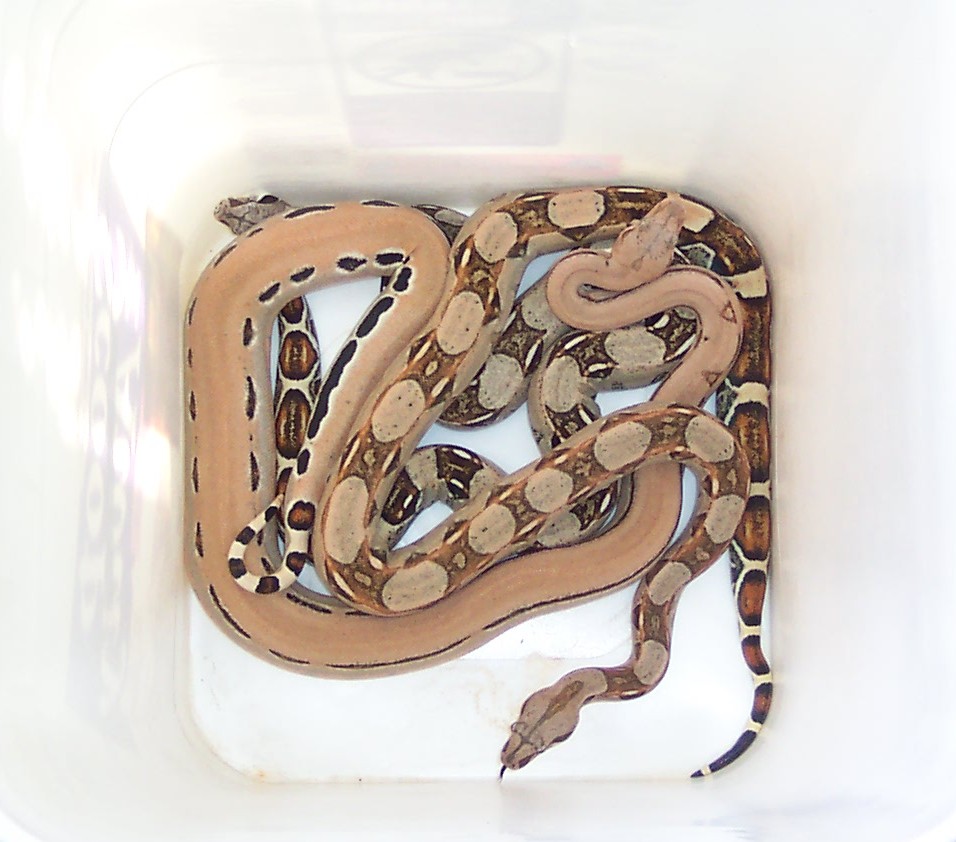 3 baby pink boas
