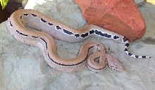 pink boa baby