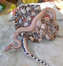3 pink boas