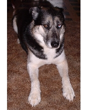 windsor my husky/shepard