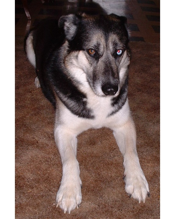 windsor my husky/shepard