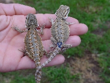 baby beardies 9-26-05