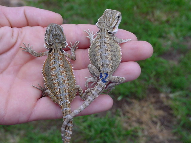 baby beardies 9-26-05