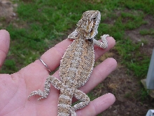 Capone...My AlphaDragonz beardie