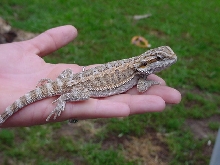 Another of Capone