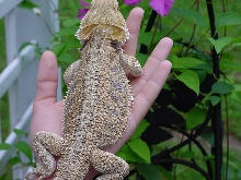 Mary Kate one of my Sundial beardies