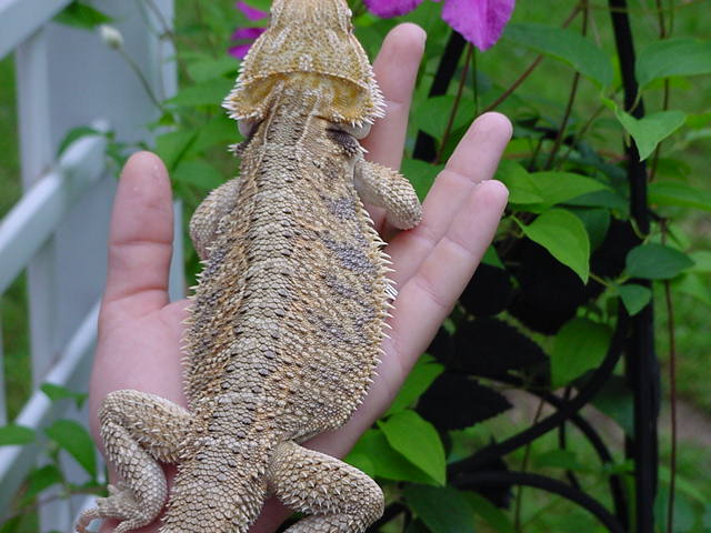 Mary Kate one of my Sundial beardies