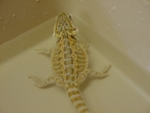 Capone...My AlphaDragonz beardie