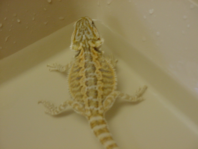 Capone...My AlphaDragonz beardie