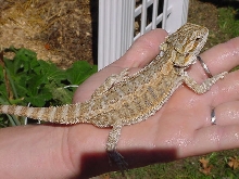 Another of Capone