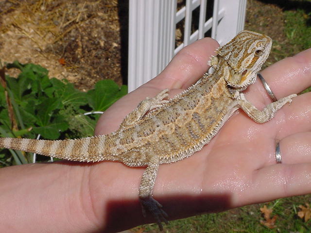 Another of Capone