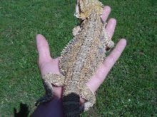 Mary Kate one of my Sundial beardies