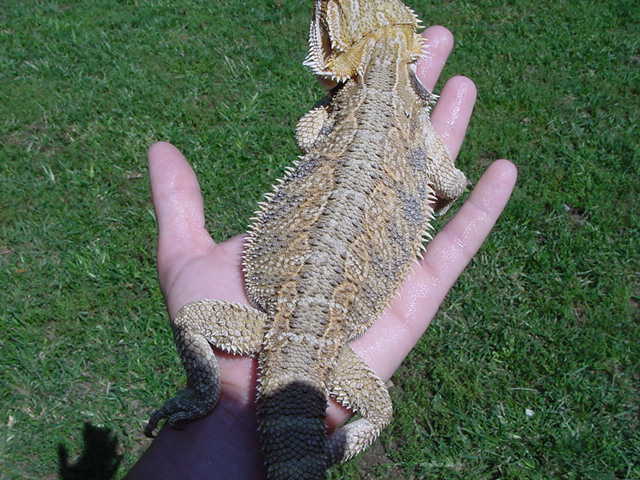 Mary Kate one of my Sundial beardies