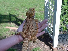 Jesse James my Kakadu beardie