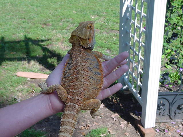 Jesse James my Kakadu beardie