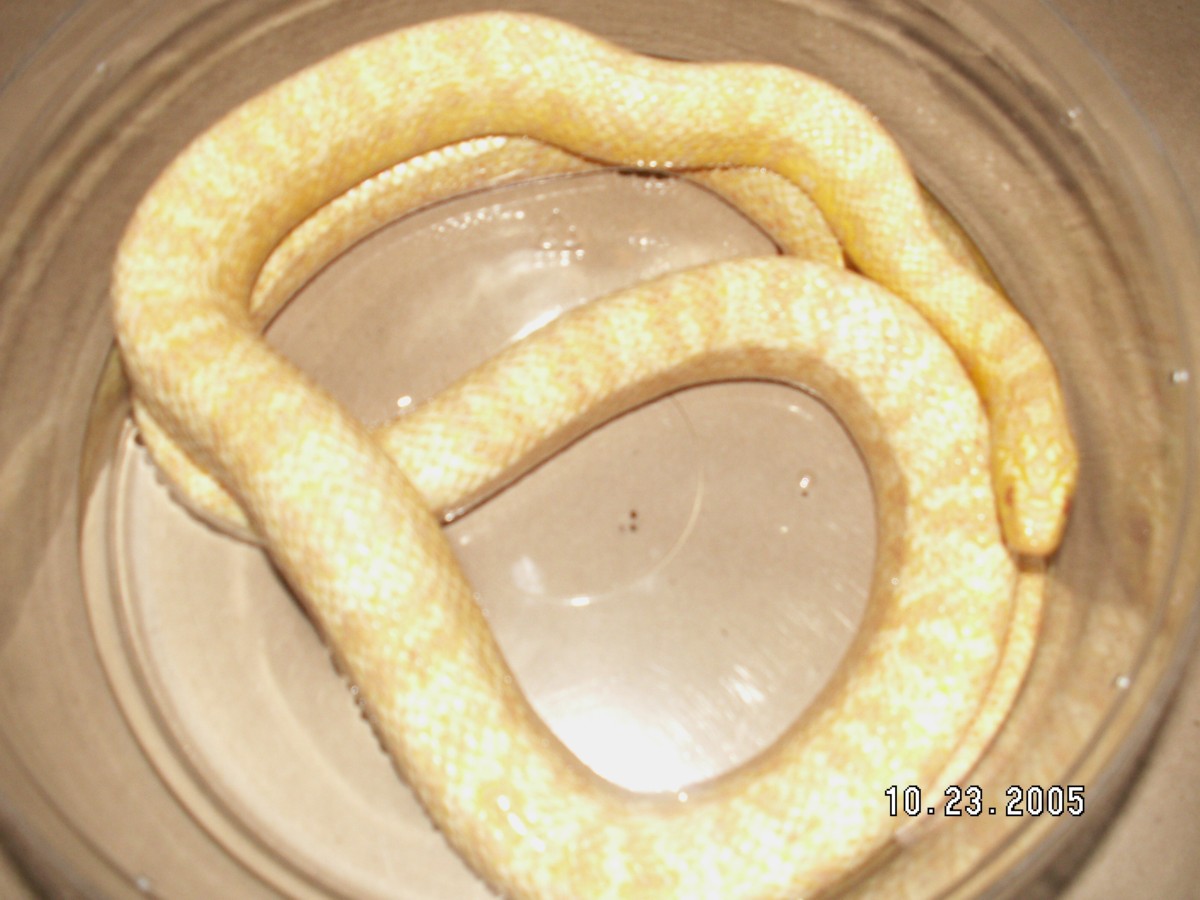 albino jungle corn