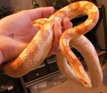 albino jungle corn 2