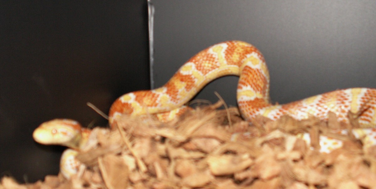 jungle corn