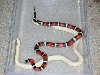 hybrid breeding