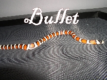 bullet