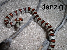 danzig