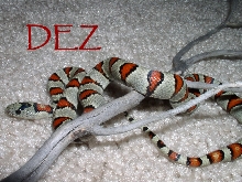 dez