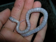 ghost alterna