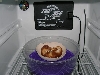 raptor in incubator