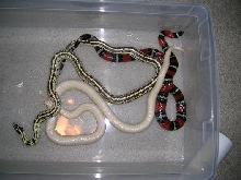 hybrid breeding