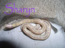 sharyn