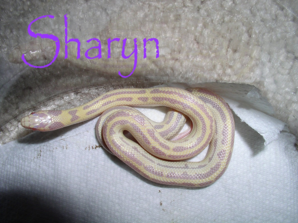 sharyn