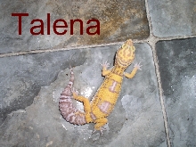 talena