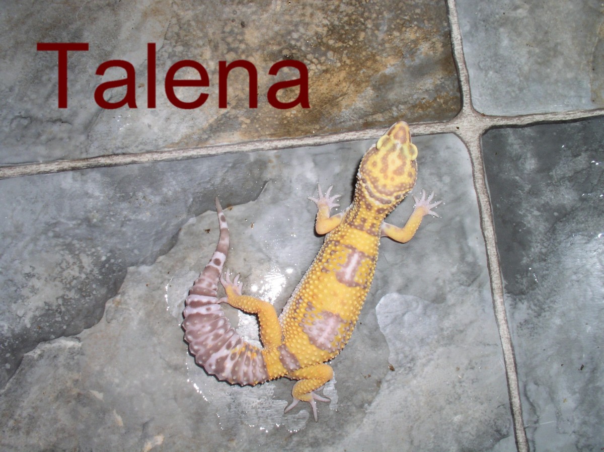 talena