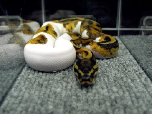 Atlanta Reptile & Exotic Animal Show