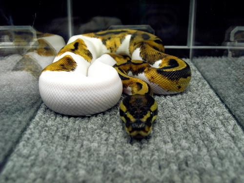 Atlanta Reptile & Exotic Animal Show