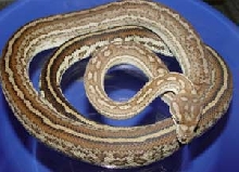 Male Striped Bredl's