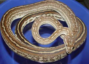 Male Striped Bredl's