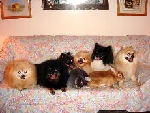 The New LovesPoms Gang