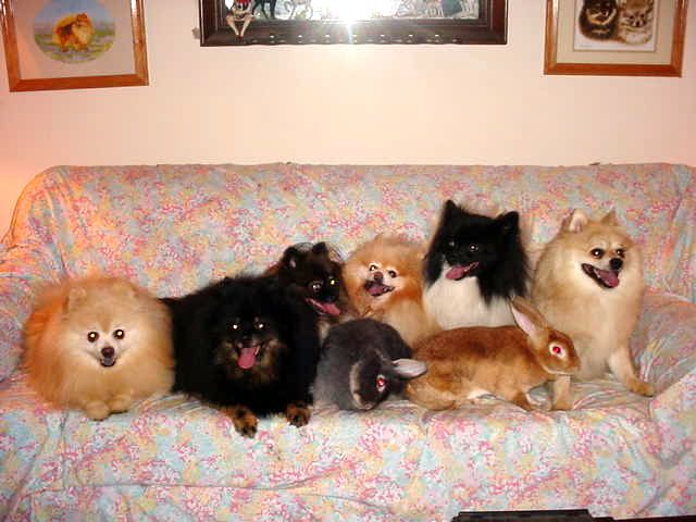 The New LovesPoms Gang